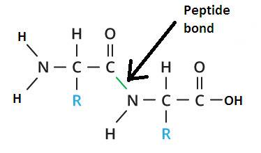 Bonds between amino acids are what type of bonds