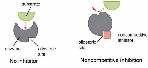 In a plot of 1/v against 1/[s] for an enzyme-catalyzed reaction, the presense of a non-competitive i