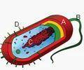Which of the labeled structures in the image allows bacteria to exchange genetic material and thus e