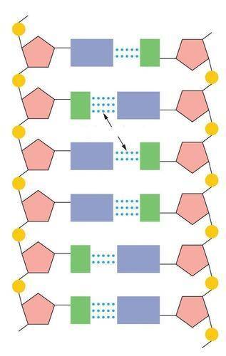 Semi-conservative replication refers to a. each base bonding at the 1' position of the sugar. b. a p