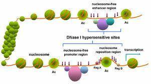 Molecular biologists can determine experimentally whether a region of dna contains closed chromatin