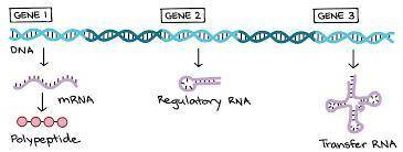 Indicate at which step of the replication-transcription-translation process each type of rna first p