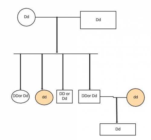 The human pedigree shown here is for an inherited form of deafness caused by a recessive allele (d).