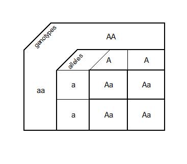 How many different phenotypes are possible in the offspring of two parents with genotypes aa and aa,