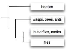 It is easy to see the cladogram represents several different types of insects. in the classification