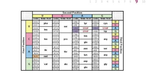 Ggu auc gca the three amino acids, coded here, are assembled during translation. what are the three