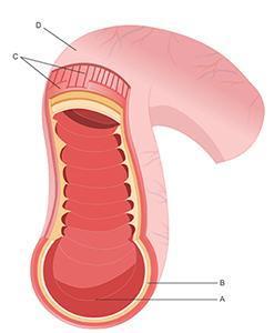 Adoctor notices that a patient is having difficulty absorbing nutrients. which area in the diagram o