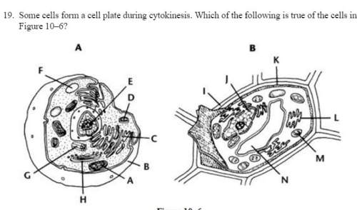Another biology asap a)both cells form cell plates during cytokinesis b)neither cell form a cell p