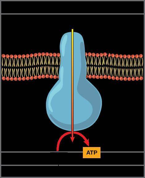 1. which of the following is used by cells to store and release the energy needed to power cellular