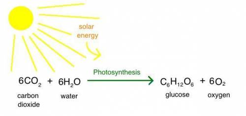 Oxygen and sugar are the products of-  cell division digestion  photosynthesis respiration