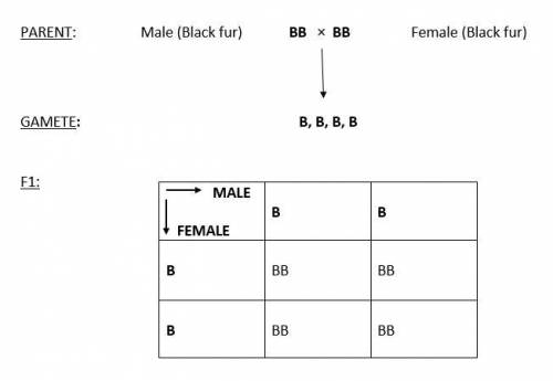 In the punnett square, fill in the shaded boxes with the alleles of each parent. use b for the domin