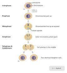 The genome of a goldfish contains 96 chromosomes. how many chromosomes will each daughter cell have