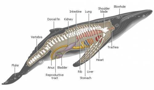 What differentiates sharks from whales?  a. sharks have a dorsal fin and whales only have lateral fl