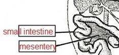 Describe the mesentery that holds the intestines in a frog