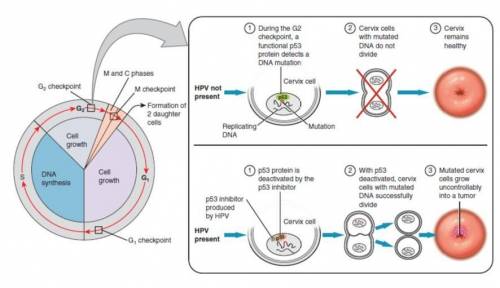 Cells from an advanced malignant tumor most often have very abnormal chromosomes, and often an abnor