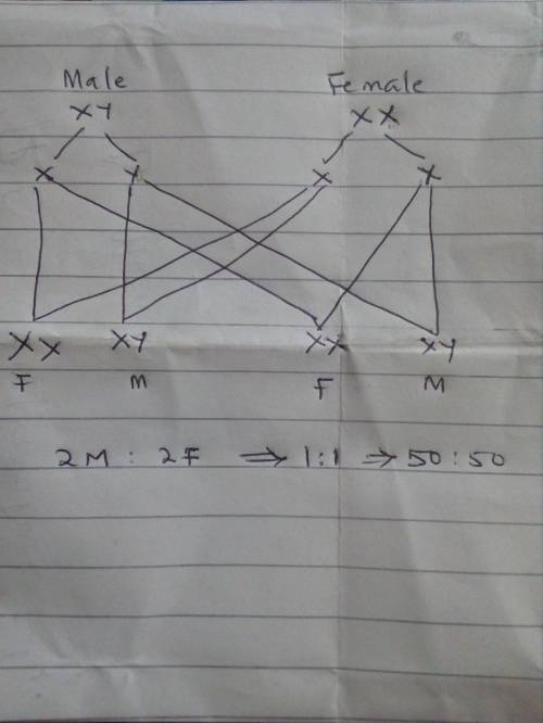 In human beings the statistical probability of getting either a male or female is 50: 50. give reaso