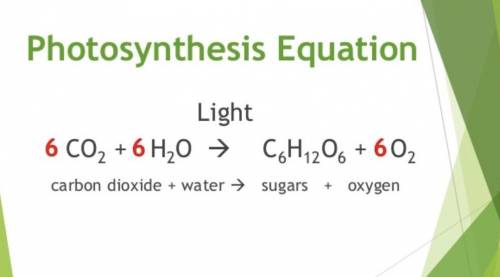 Which type of reaction listed below is an example of an anabolic reaction ?  (hint :  which equation