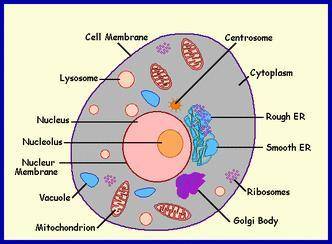 *9th grade* label parts of a cell ( meh)