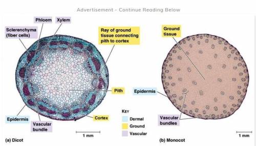 For the following characteristic, indicate m for monocot and e for eudicot. vascular bundles neatly