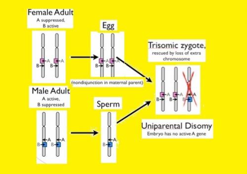 Using your knowledge of meiosis and the formation of gametes, consider the following information. do