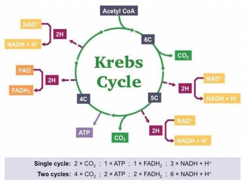 Identify two places in the krebs cycle where a decrease in free energy is coupled with an increase i