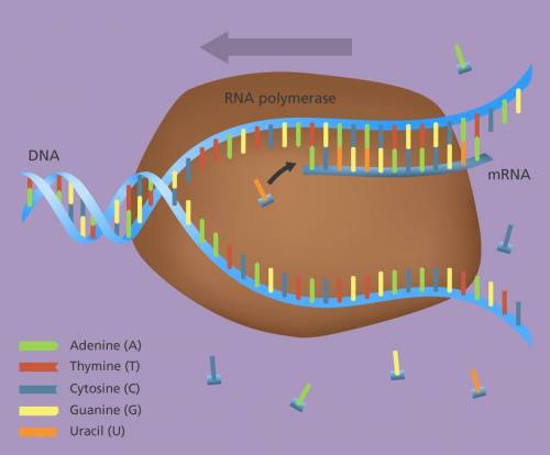 Gene expressionand explain how the information contained in dna lead to thecreation of living things