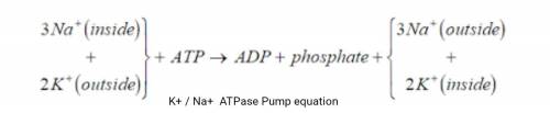 Explain how the electrical model for the control of cellvolume can be used to conclude what would fo