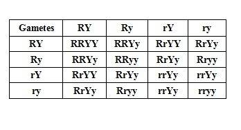 According to mendel, a cross between two round, yellow peas (both with the genotype rr,yy) would res