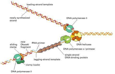 Draw a picture of dna replication. label the direction each strand is going, the enzymes involved wi