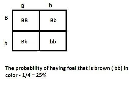 In horses, black (b) is the dominant color;  brown (b) is the recessive color. consider the cross se