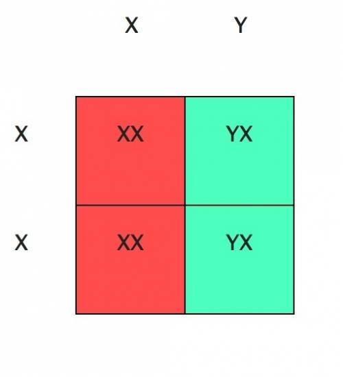 Fragile X Syndrome Punnett Square