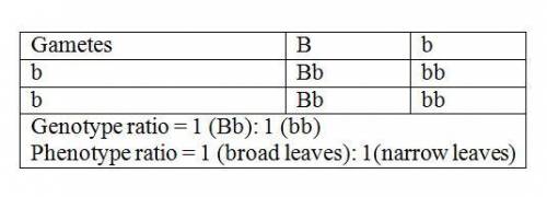 Aplant can have either broad leaves (b) or narrow leaves (b) a plant with genotype bb is crosses wit