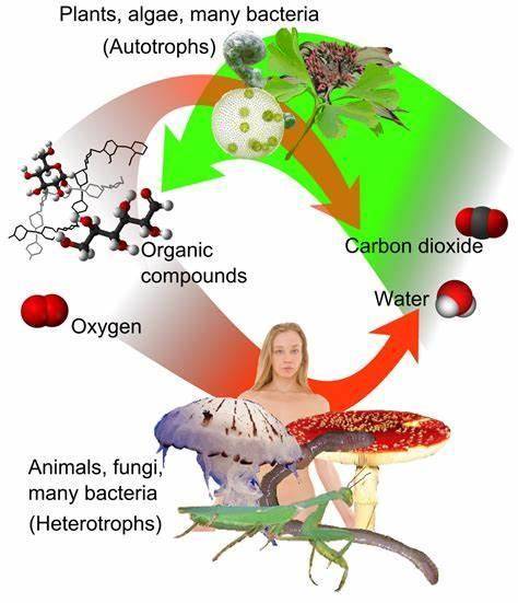 Which type of organism is at the lowest level of the food chain?  omnivore carnivore autotroph heter