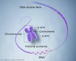 Drag the labels to their appropriate targets to correctly identify the various chromosome structures