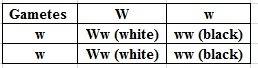 If one parent is heterozygous white (ww) and the other is homozygous black (ww), give the phenotype