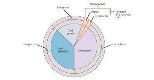 Why might different cells of the same organism have cell cycles of different durations?