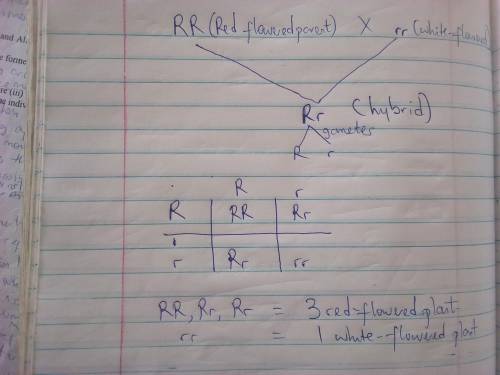 Assuming complete dominance, a phenotypic ratio of  is expected from a monohybrid sib or self-cross.