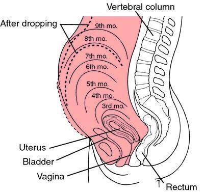 Aclient at 16 weeks' gestation comes to the office for a routine exam. at what location within the a