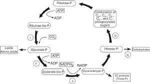 What is carbon fixation?  a. the reactions that take energy from glucose, together with molecules of