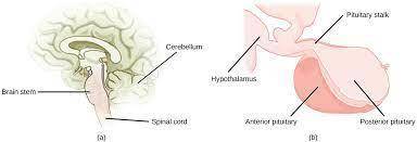 Which of the following is not a function of the hypothalamus? a. regulation of body temperatureb. co