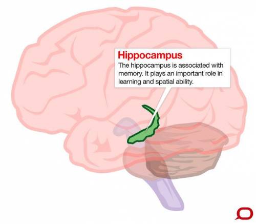Q:  which part (s) of the brain, when impaired by alcohol, play an important role in memory:  •  a.