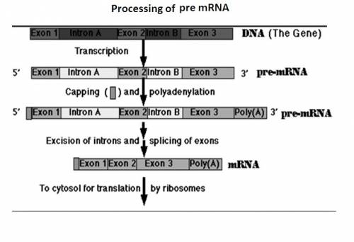 Sketch the sequence in which pre-mrna is edited after it is made on the dna template and before it