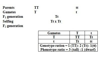 The f2 generation phenotypes resulting from the monohybrid cross of purebreds display a ratio of  4:
