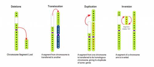 Write the name of the chromosomal mutation underneath each chromosome in the left column