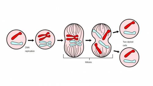 Which of the following do meiosis and mitosis have in common? ?  a) they are considered to be reduct