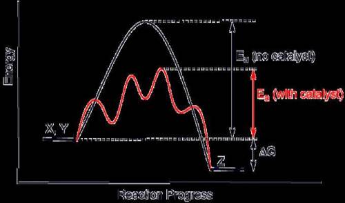 Acatalyst lowers the activation energy for both the forward and the reverse reactions in an equilibr