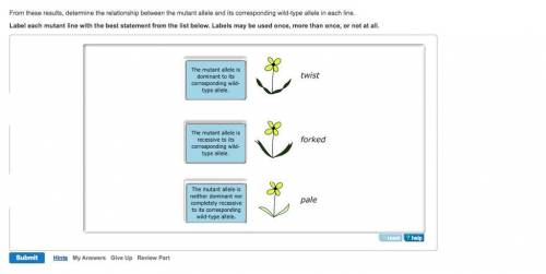 From these results, determine the relationship between the mutant allele and its corresponding wild-