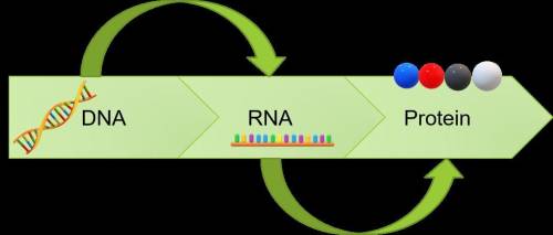 Proteins are synthesized based on genetic information carried by dna. explain how the structure of d