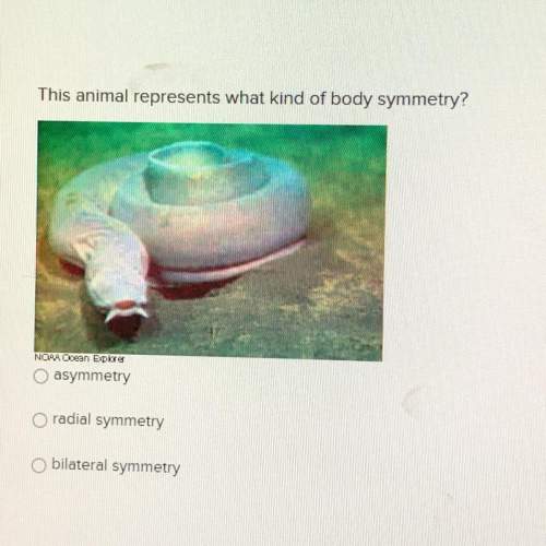 This animal represents what kind of body symmetry
