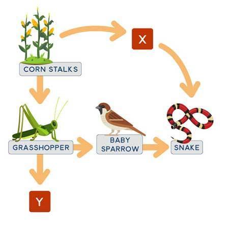 If a certain organism is a secondary consumer, what best explains its position in the food web?